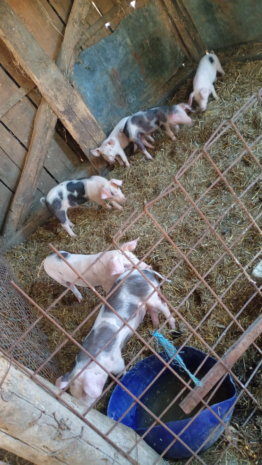 De vânzare 6 purcei 8 săptămâni 