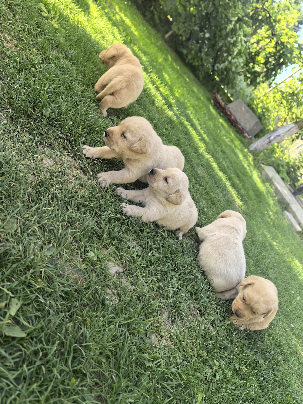 Pui Labrador cauta căsuța 