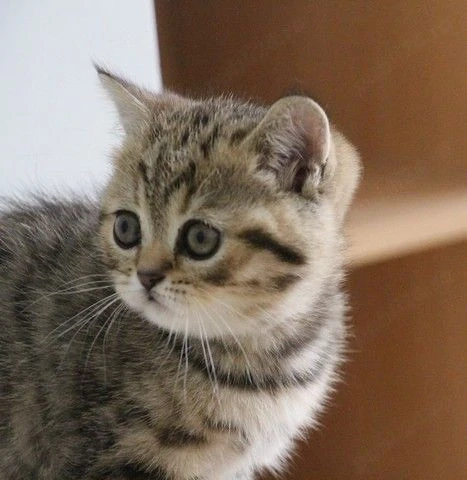 British shorthair pui