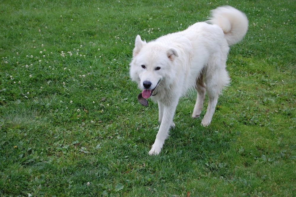 Ciobanesc italian - Cane de Pastore Maremmano-Abruzzese, Maremman