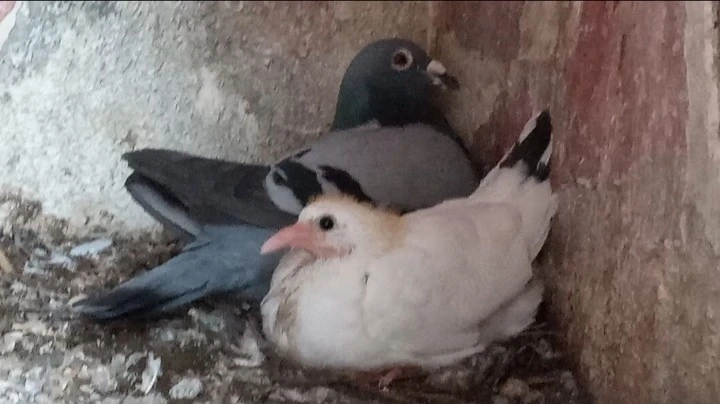 Porumbei voiajori 