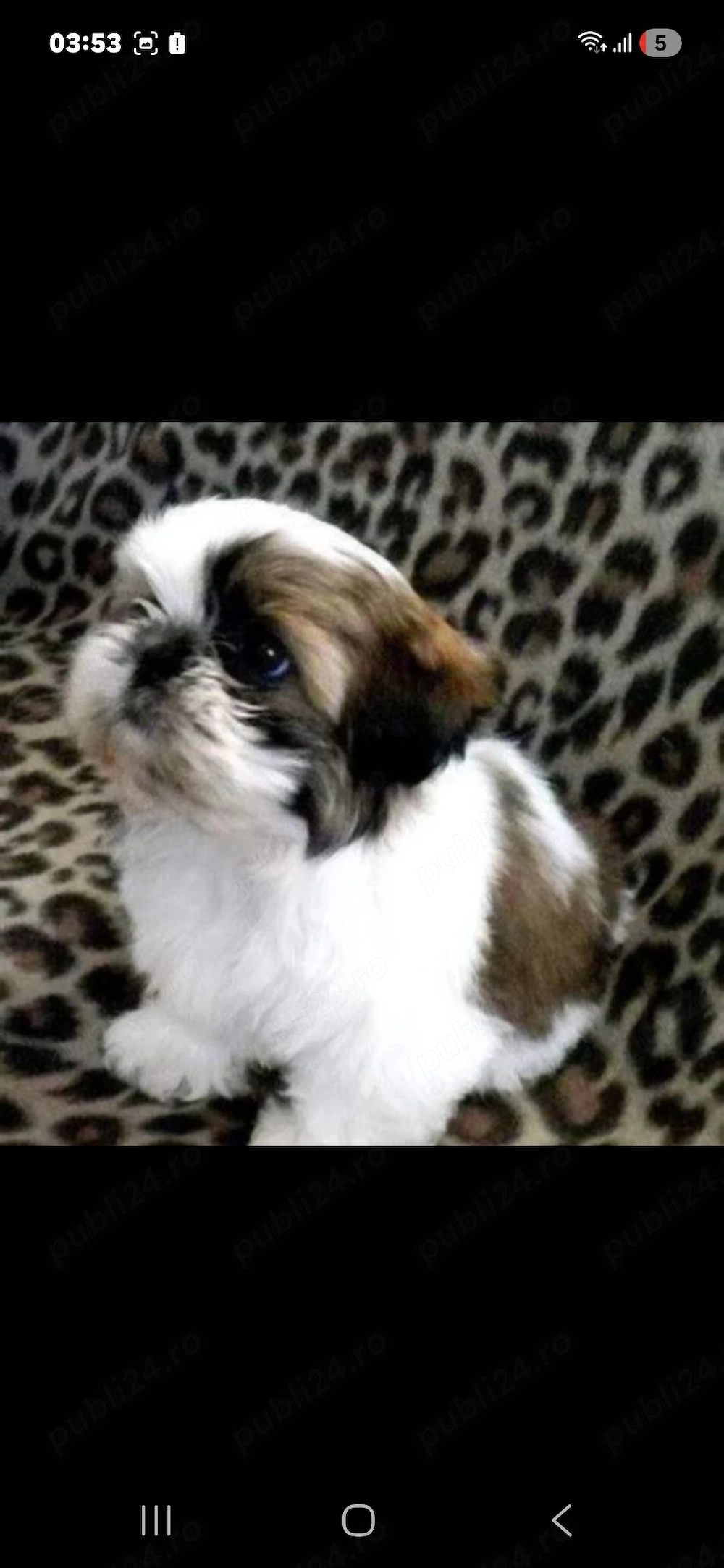 Shih-tzu talie mica