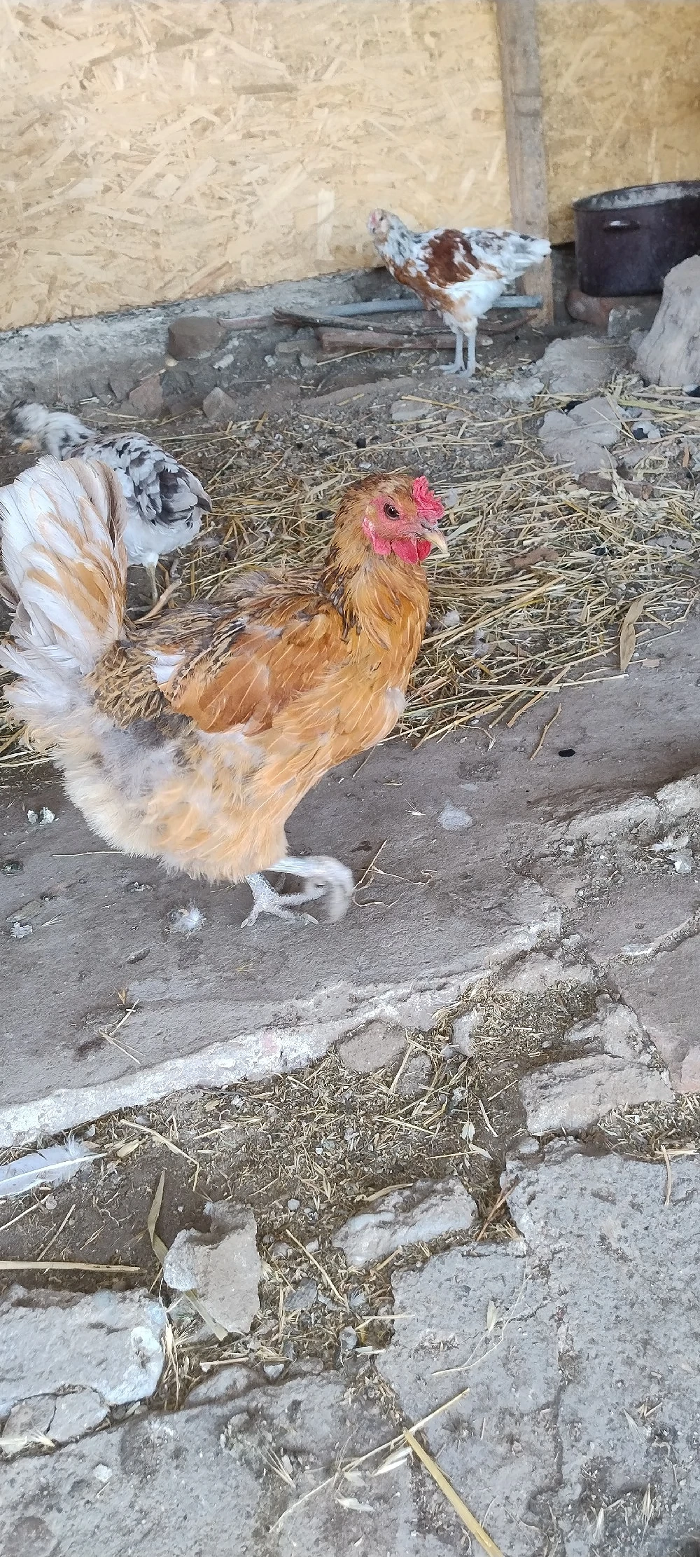 6 găini si 10 pui mari