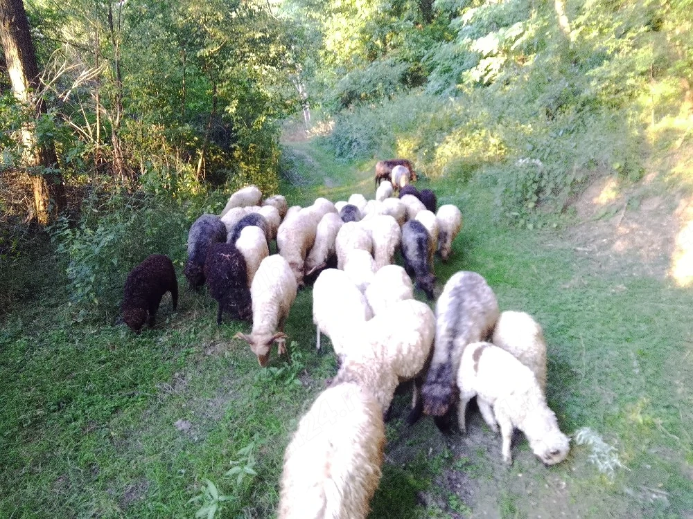 Vând 20 de oi și 8 berbeci preț 420 Lei una pește alta 
