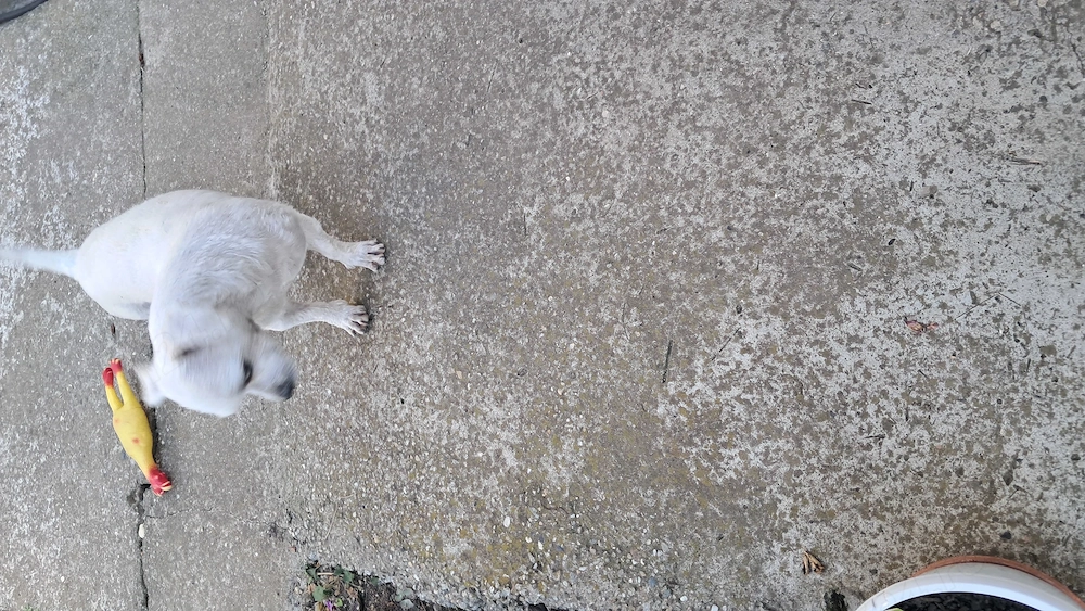 Vand Bichon