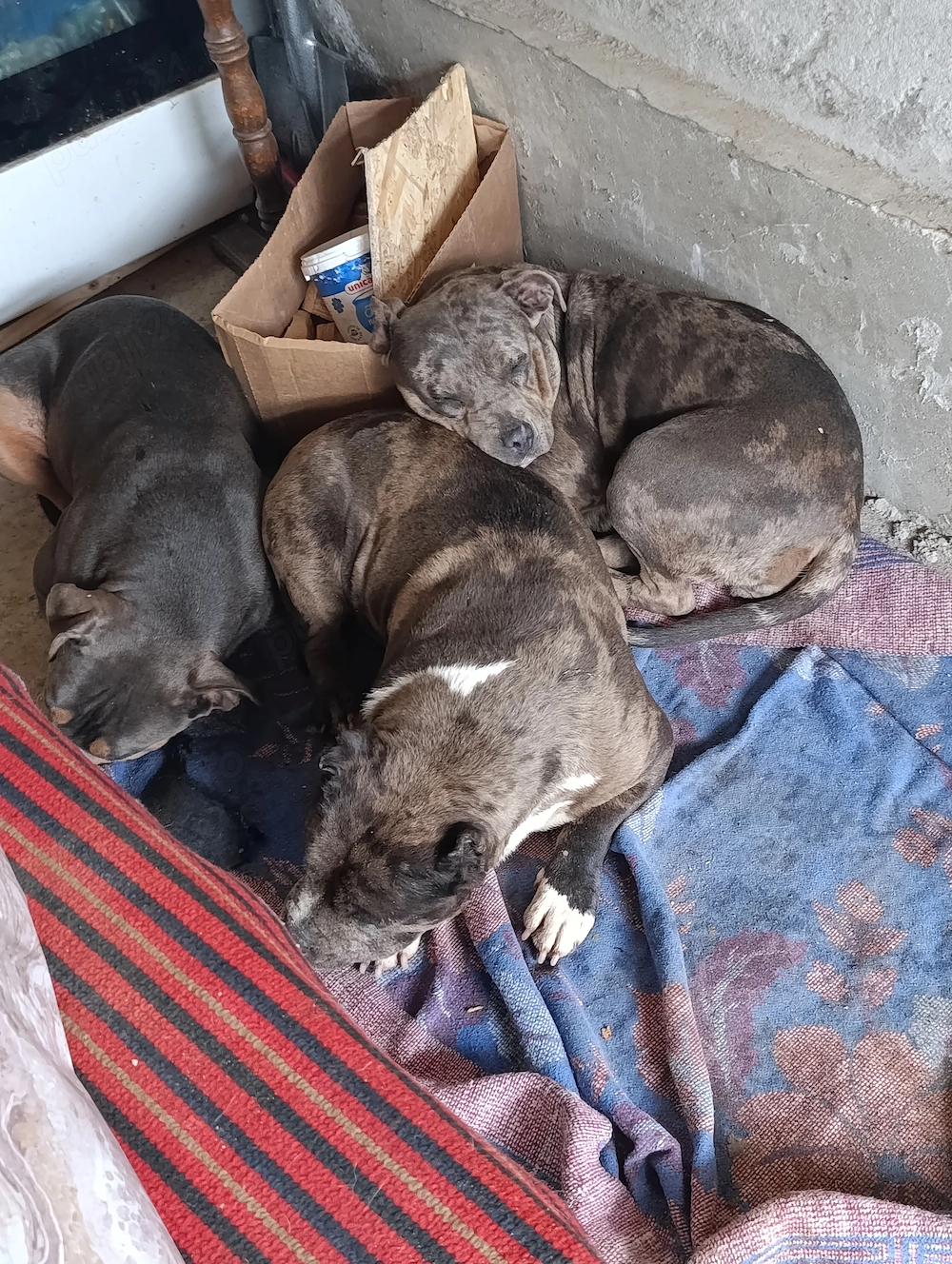 American bully xl
