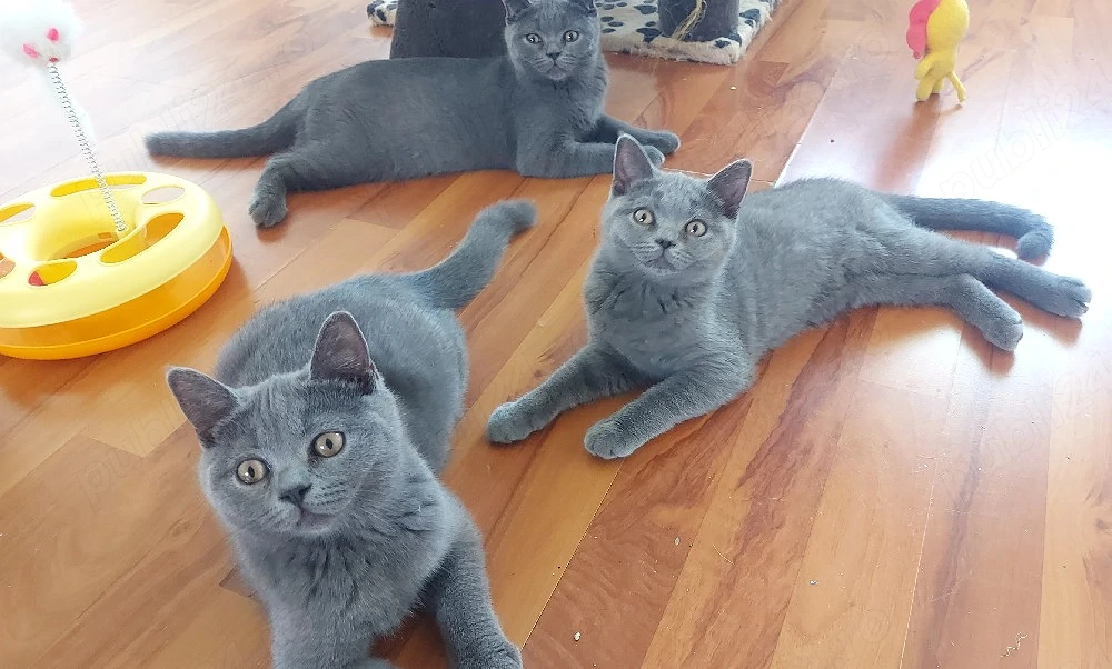 pisici british shorthair si scotish fold