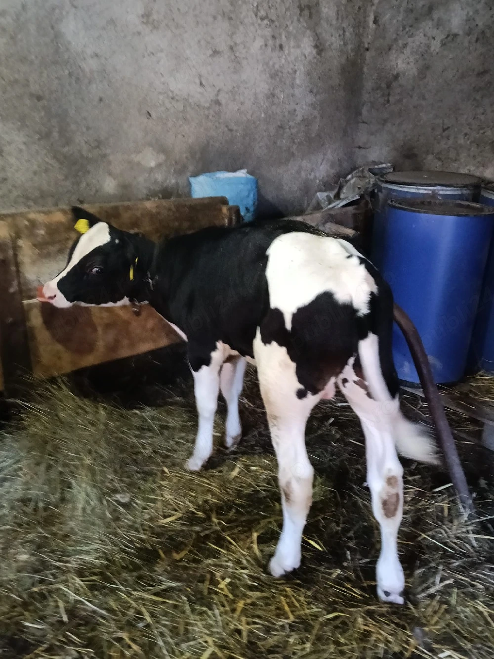 vitel Holstein