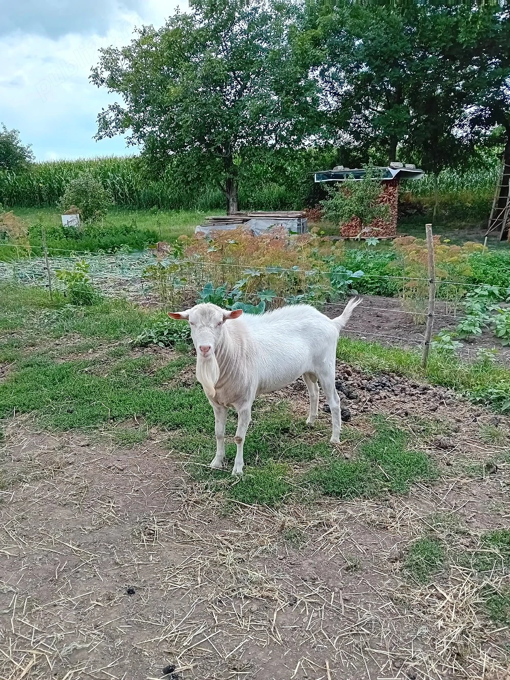 vând țap sannen