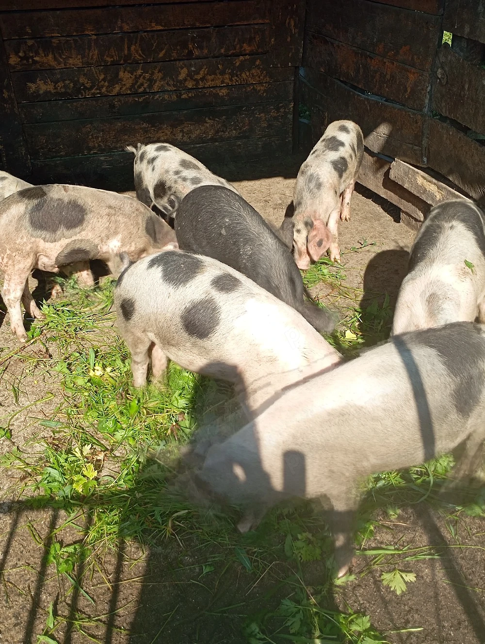 porci de vânzare 