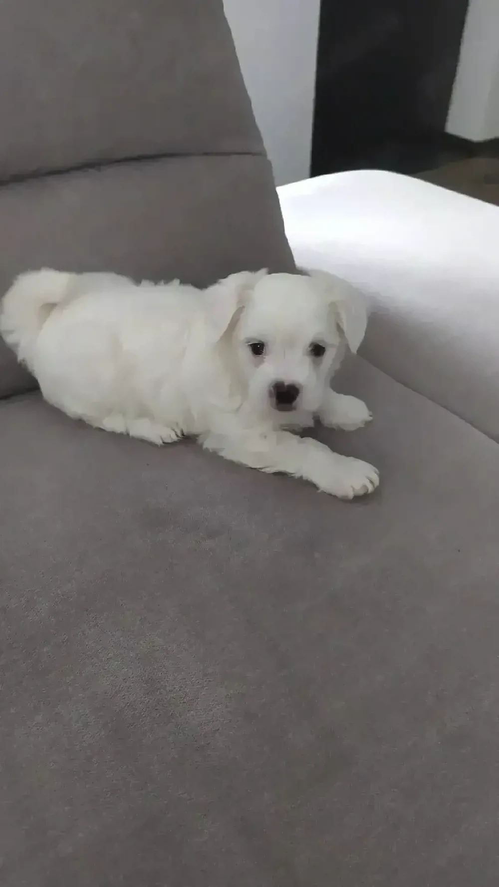vand catel bichon