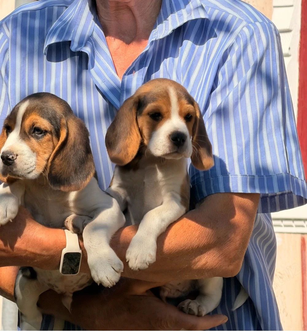 Beagle tricolor- pui