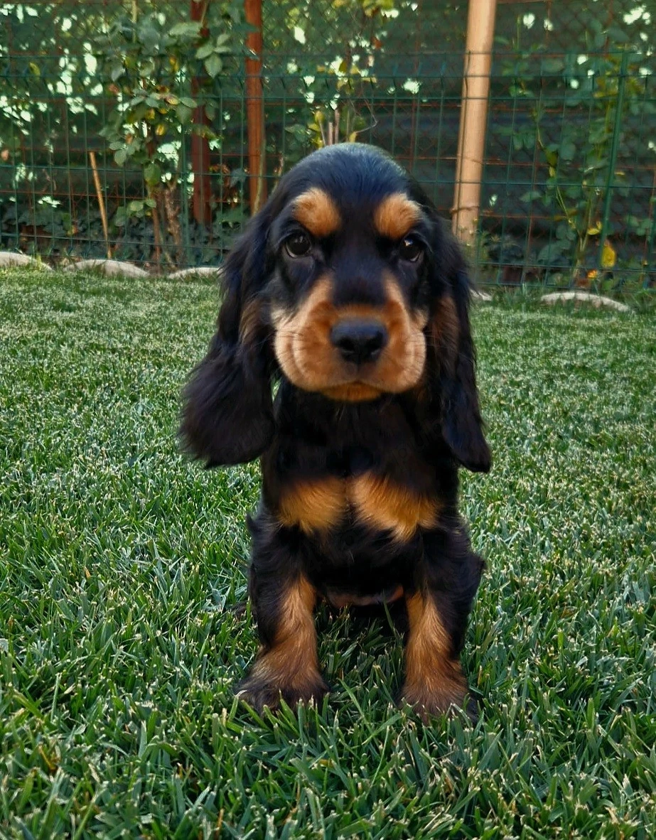 vand fetita Cocker spaniel Black q tan! 