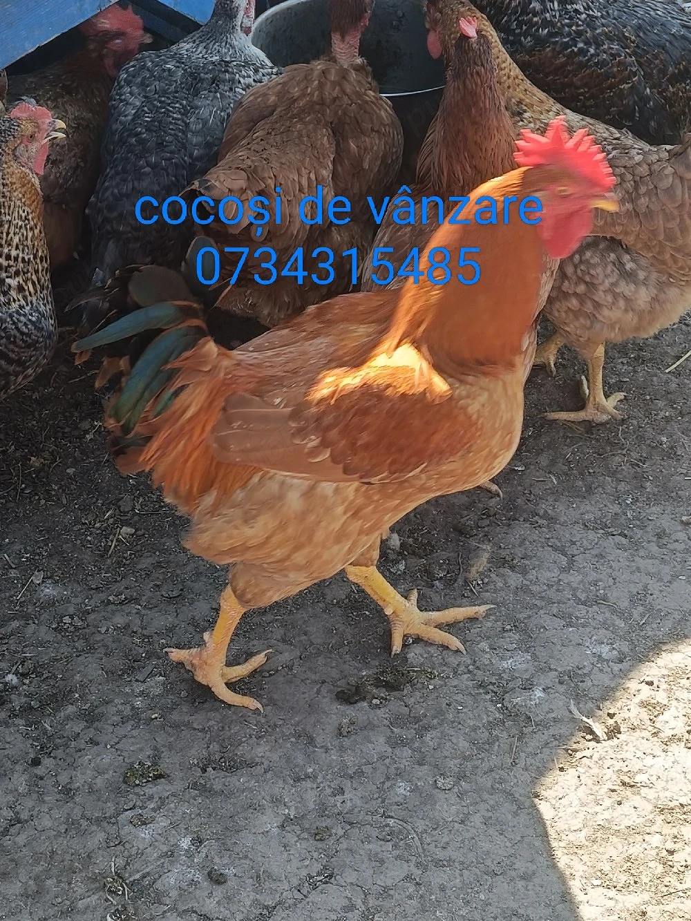 cocosi de vânzarea 