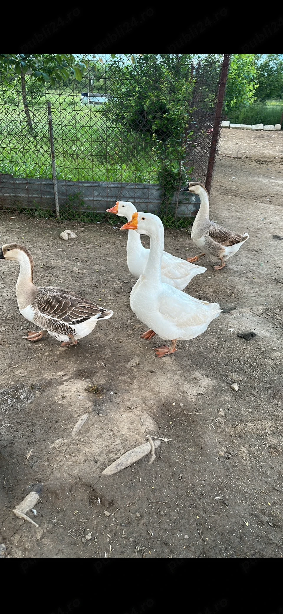 Gâște de vânzare
