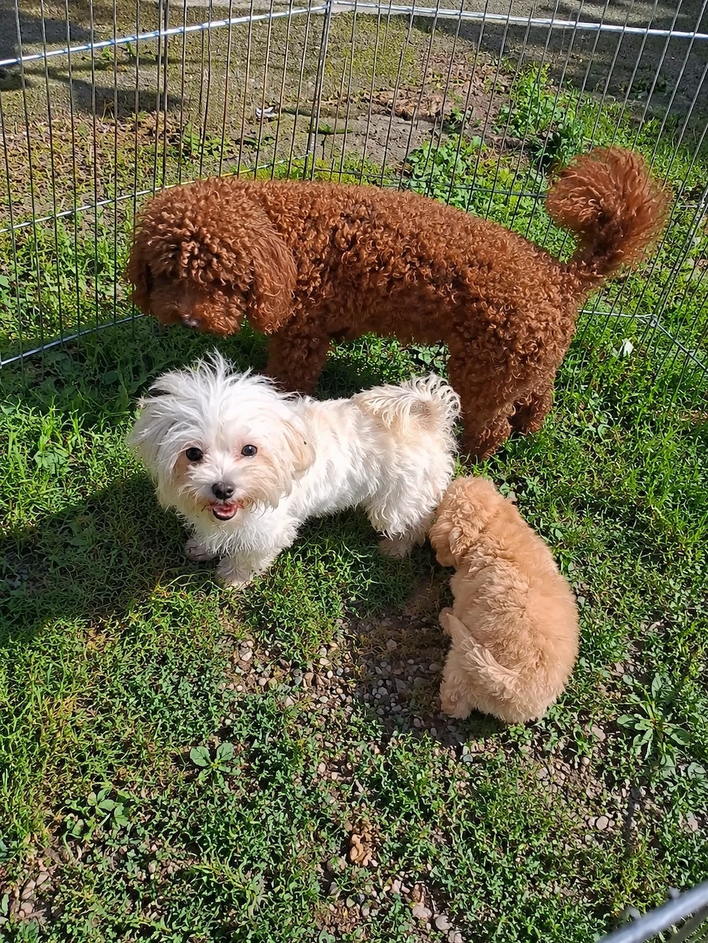 Fetiță Maltipoo de vânzare. 