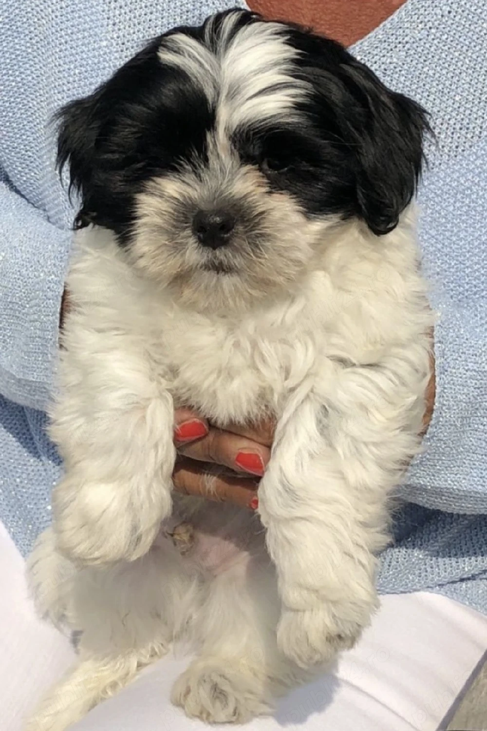 Bichon Havanez talie mică 