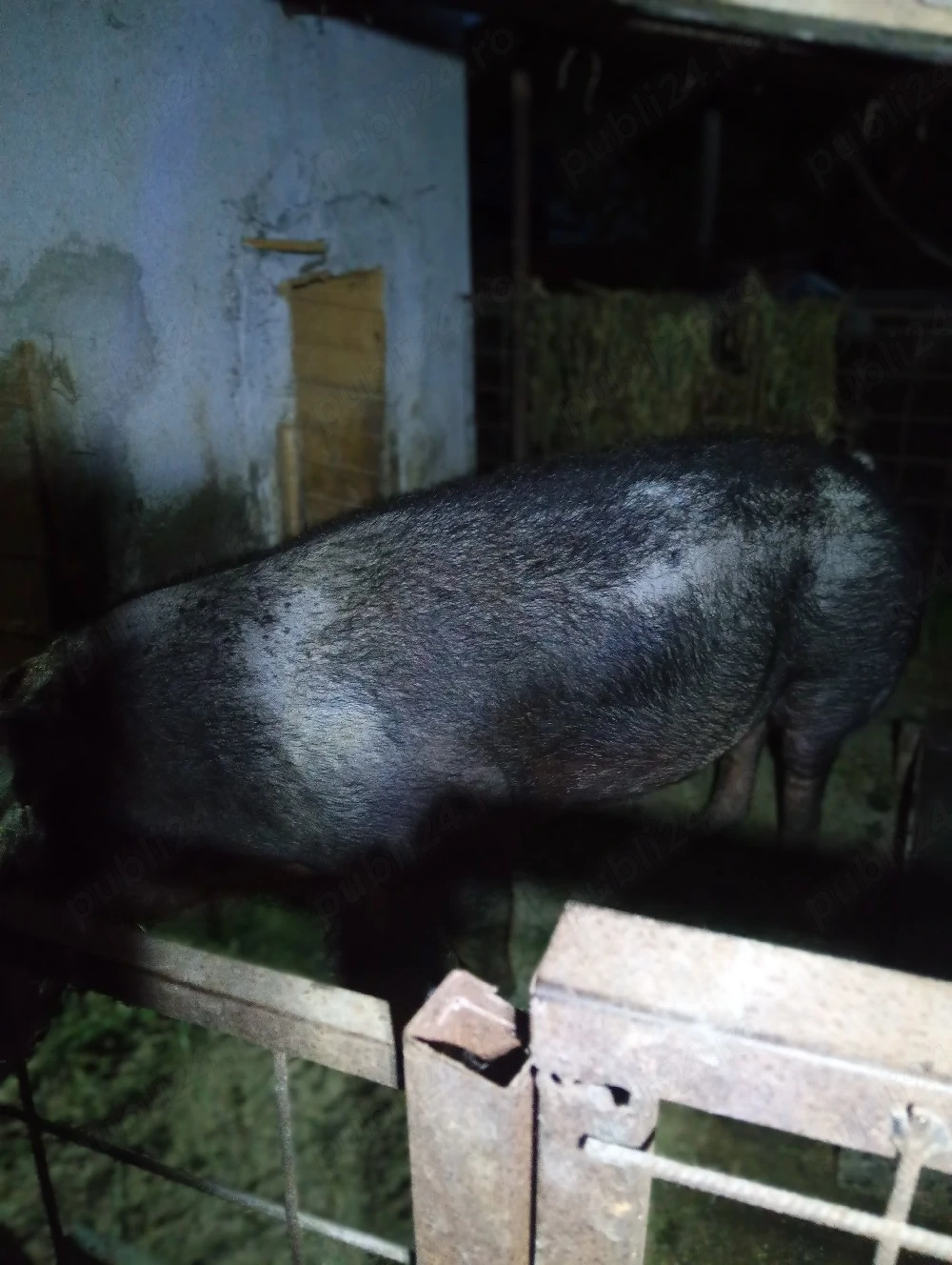 vand scroafa duroc