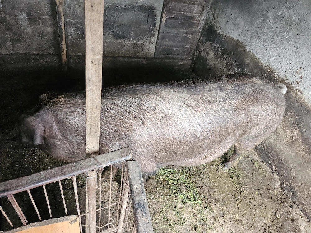 Vand porc Duroc 350 kg