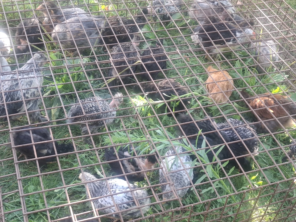 Vând Pui de Casă Moțați , Bărboși, INCĂLTAȚI   au 8 săptămâni 30 bucăți !!!