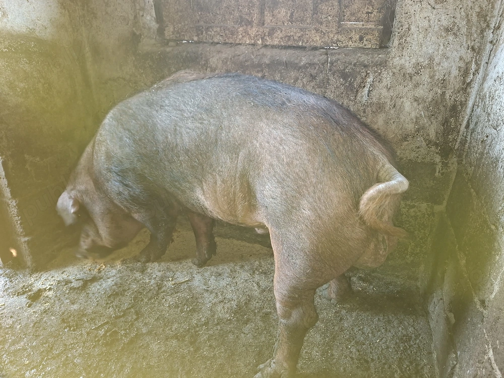 Vând vier rasa Duroc