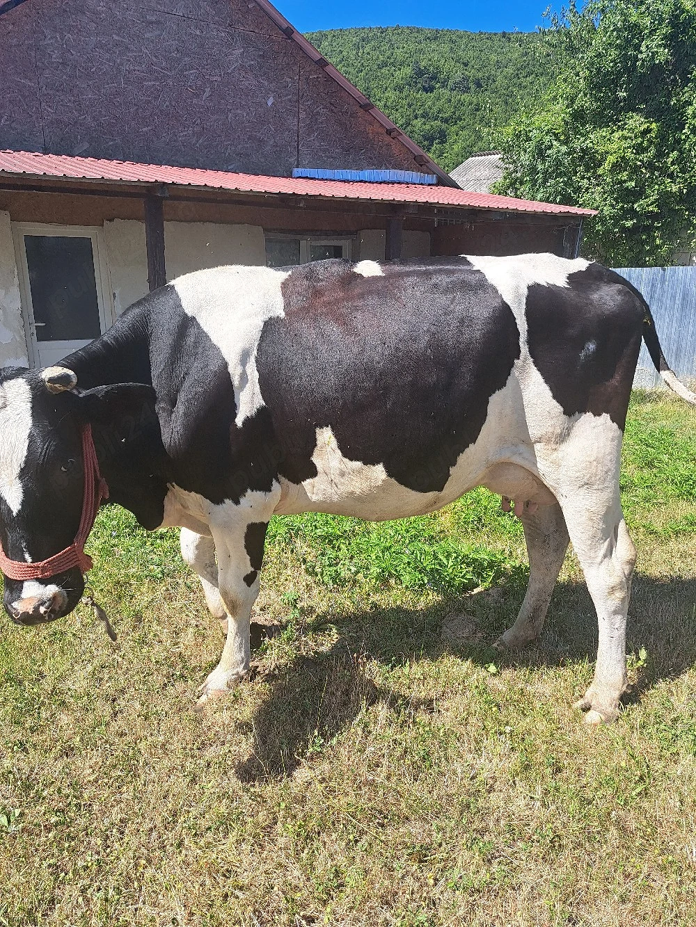 vaca buna de lapte