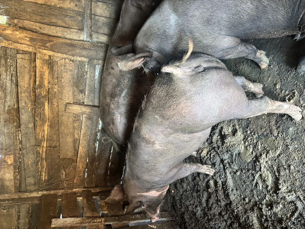 Porci de vânzare 15 lei kg în viu 