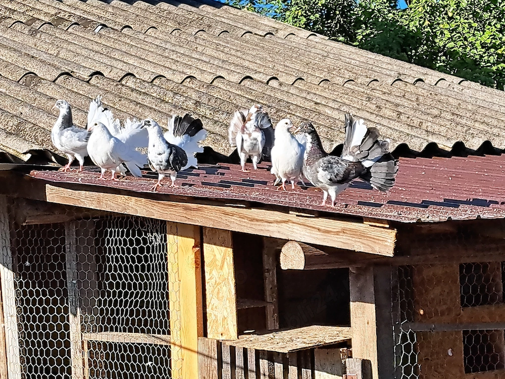 Porumbei rotați 