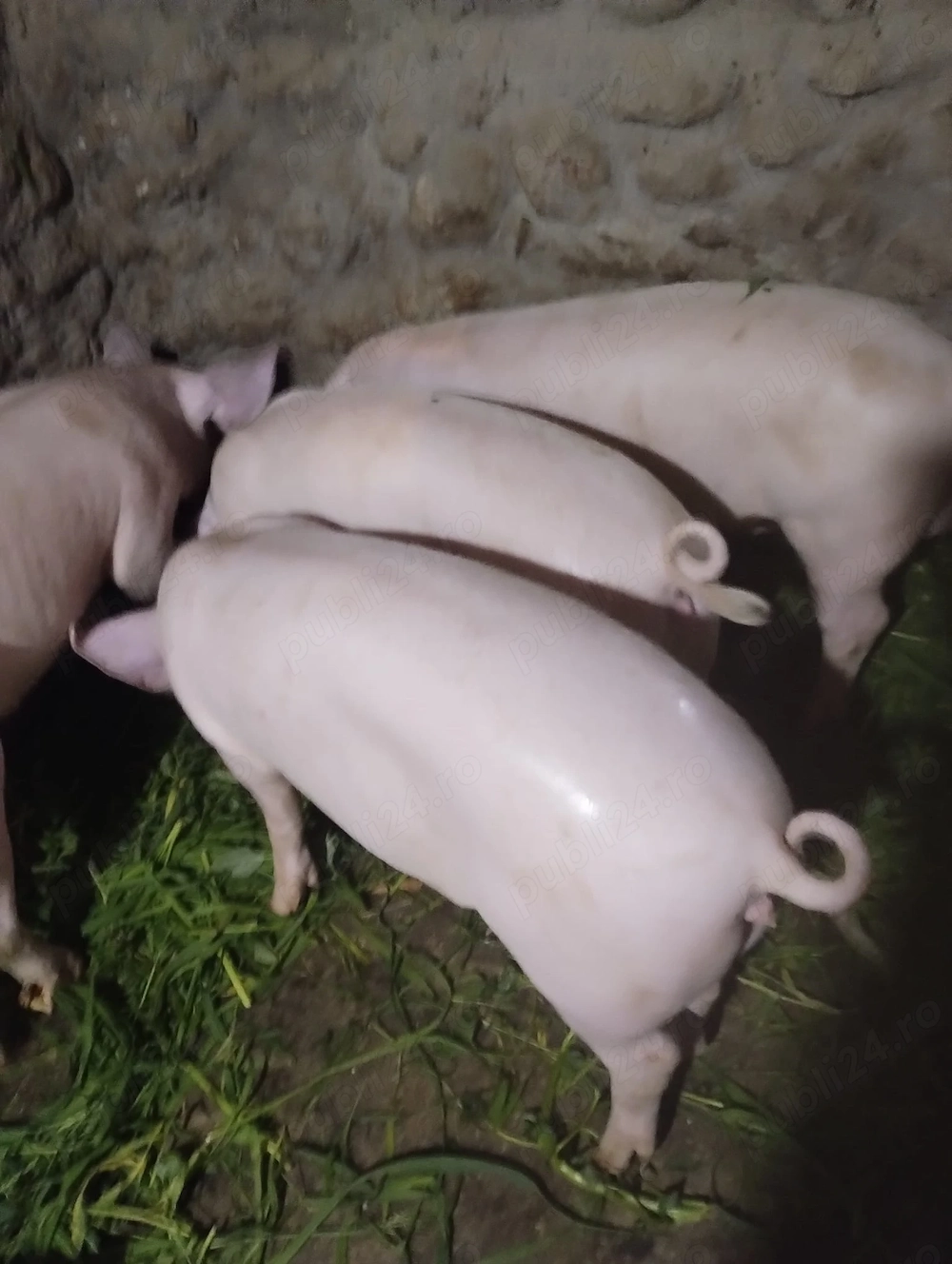 Grăsuni Porci - rasa Marele Alb si Landras
