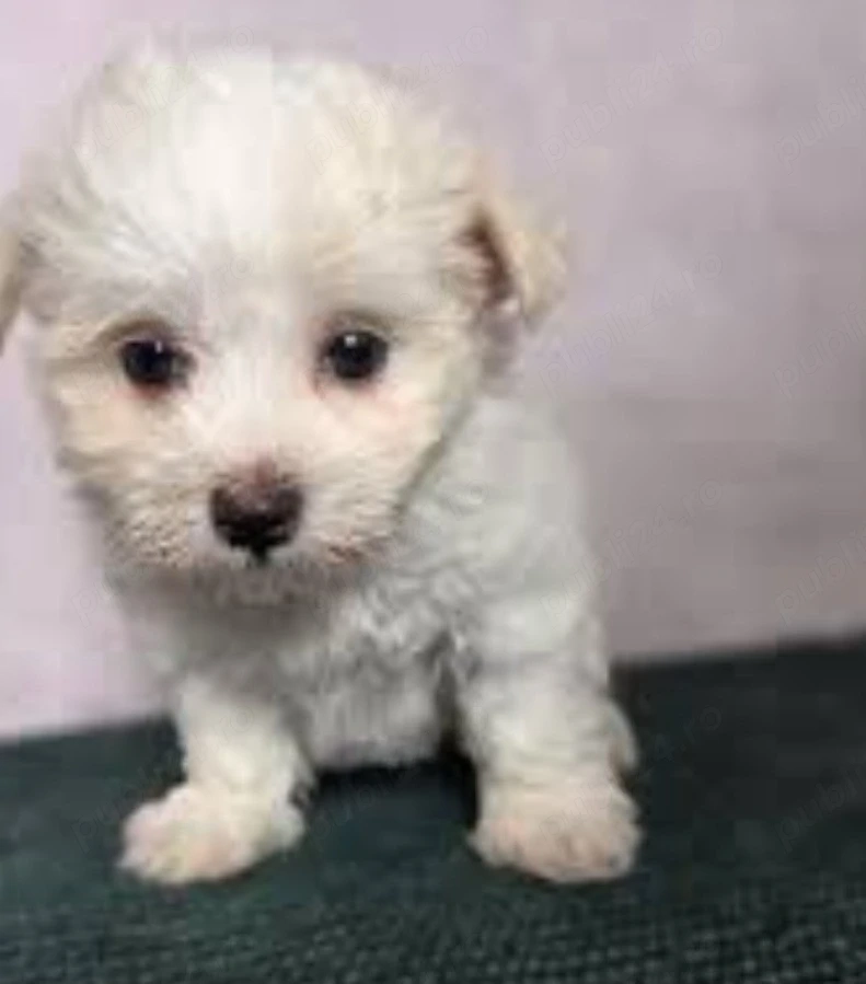 Bichon Maltese 