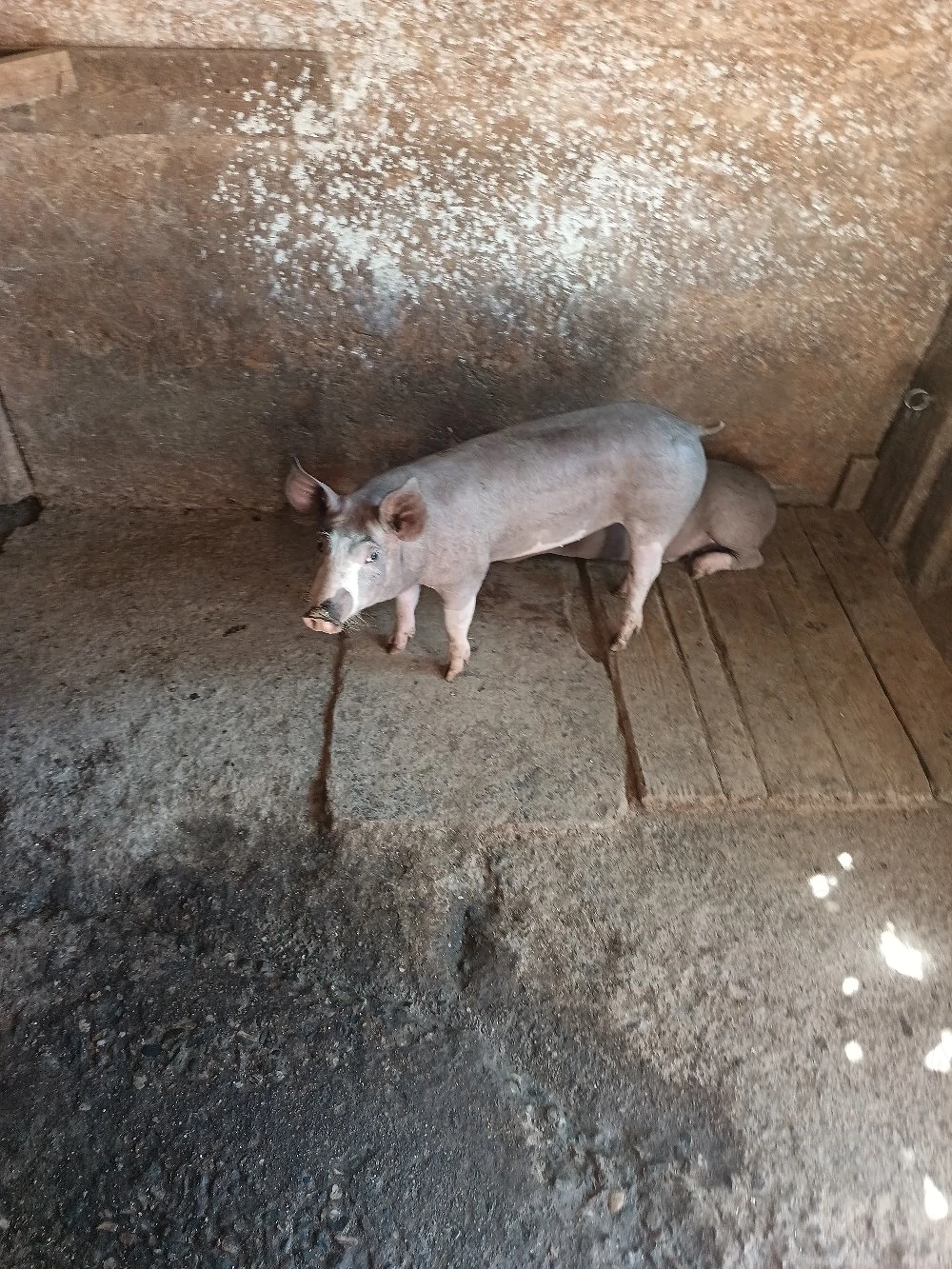   disponibili doi mascuri castrați 