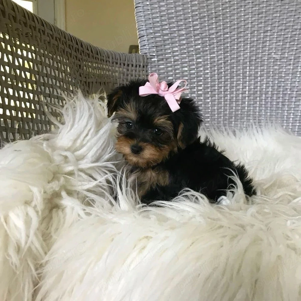 Yorkshire Terrier Mini Toy