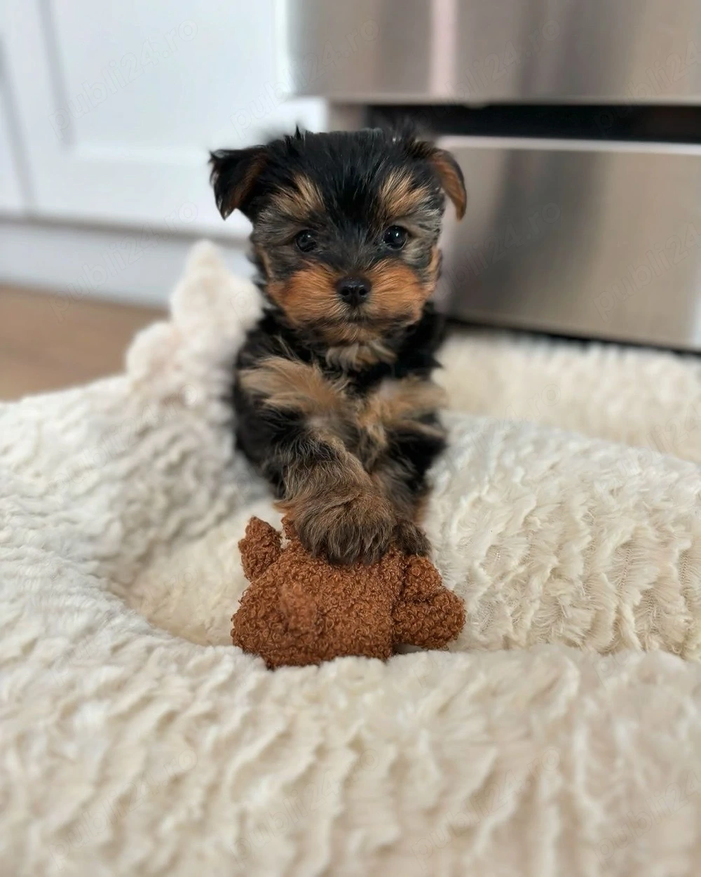 Yorkshire Terrier Mini Toy