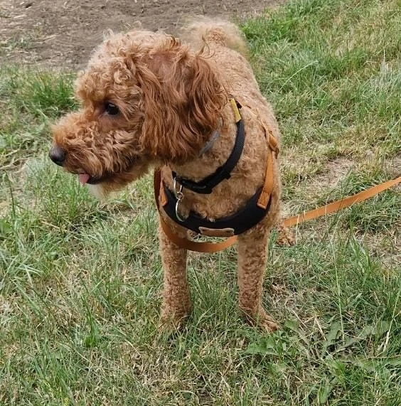 Rasa Cavapoo 