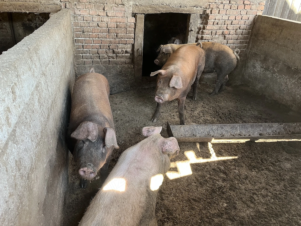 Vând porci   purcei 