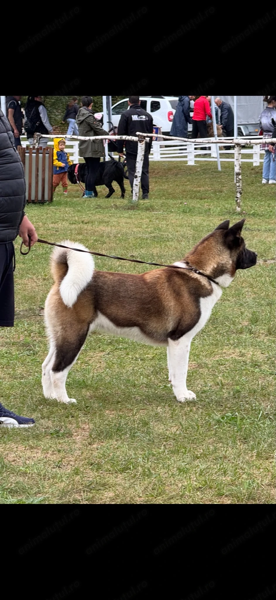 Femela Akita american 2 ani jumate
