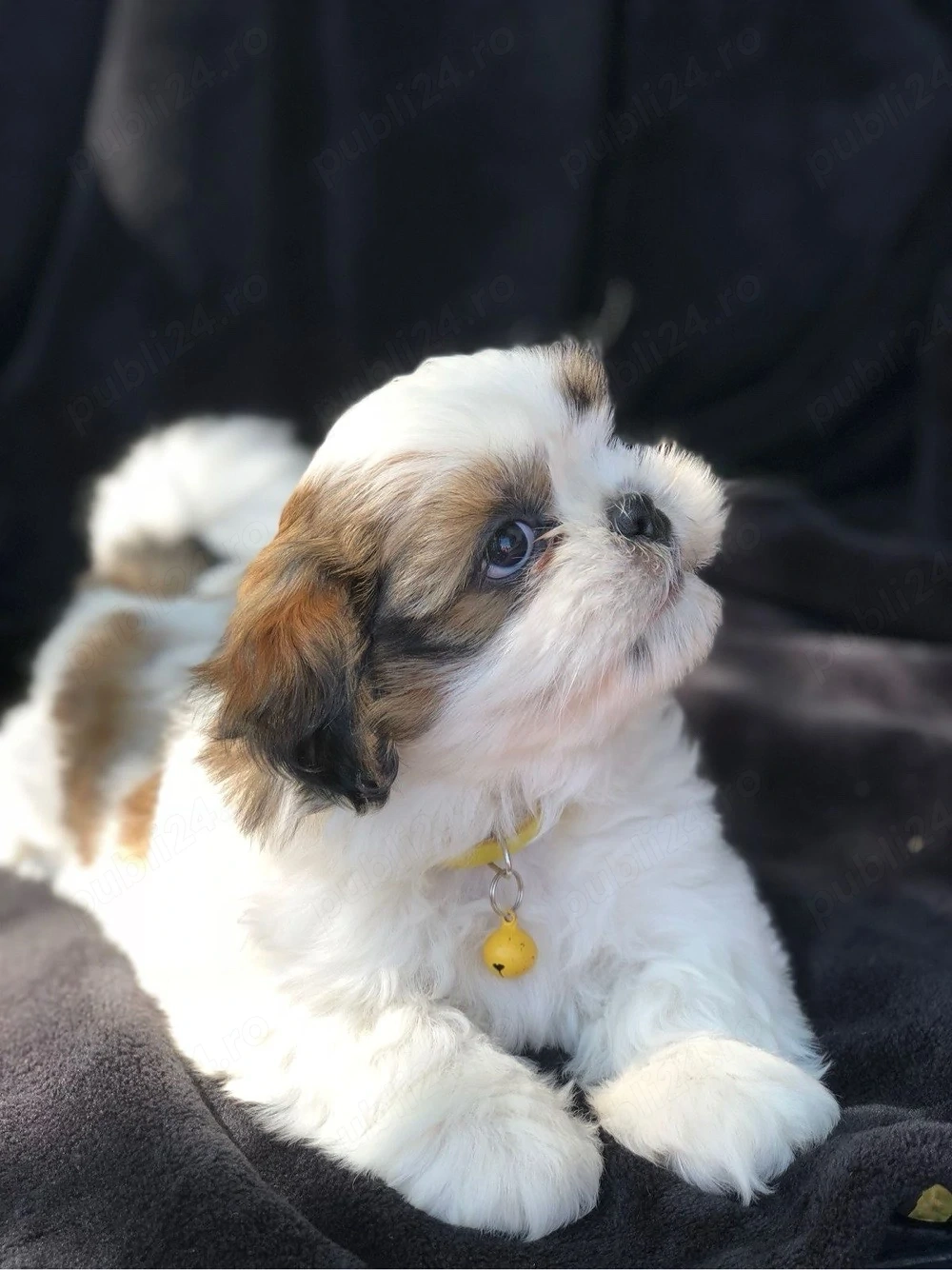 shih tzu mini toy