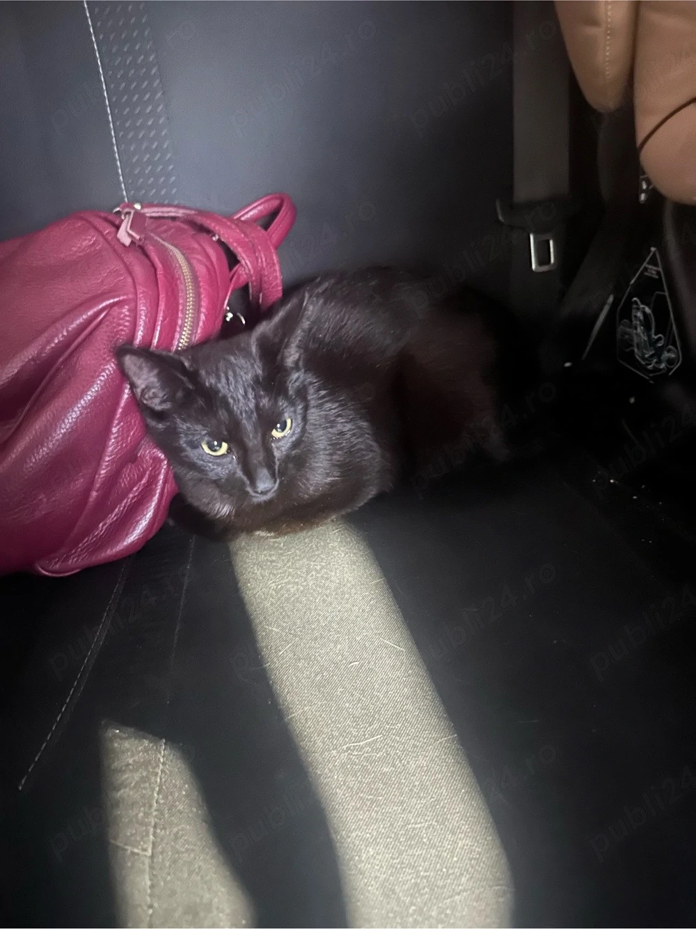 Pisicuta neagra spre adoptie 