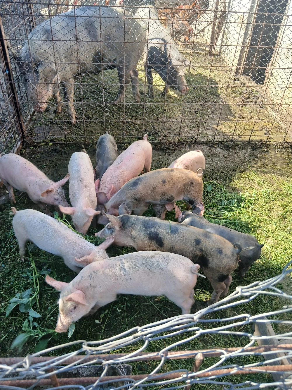Vand purcei de casa