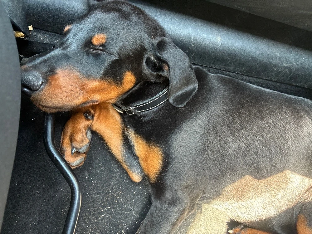 Dobermann 