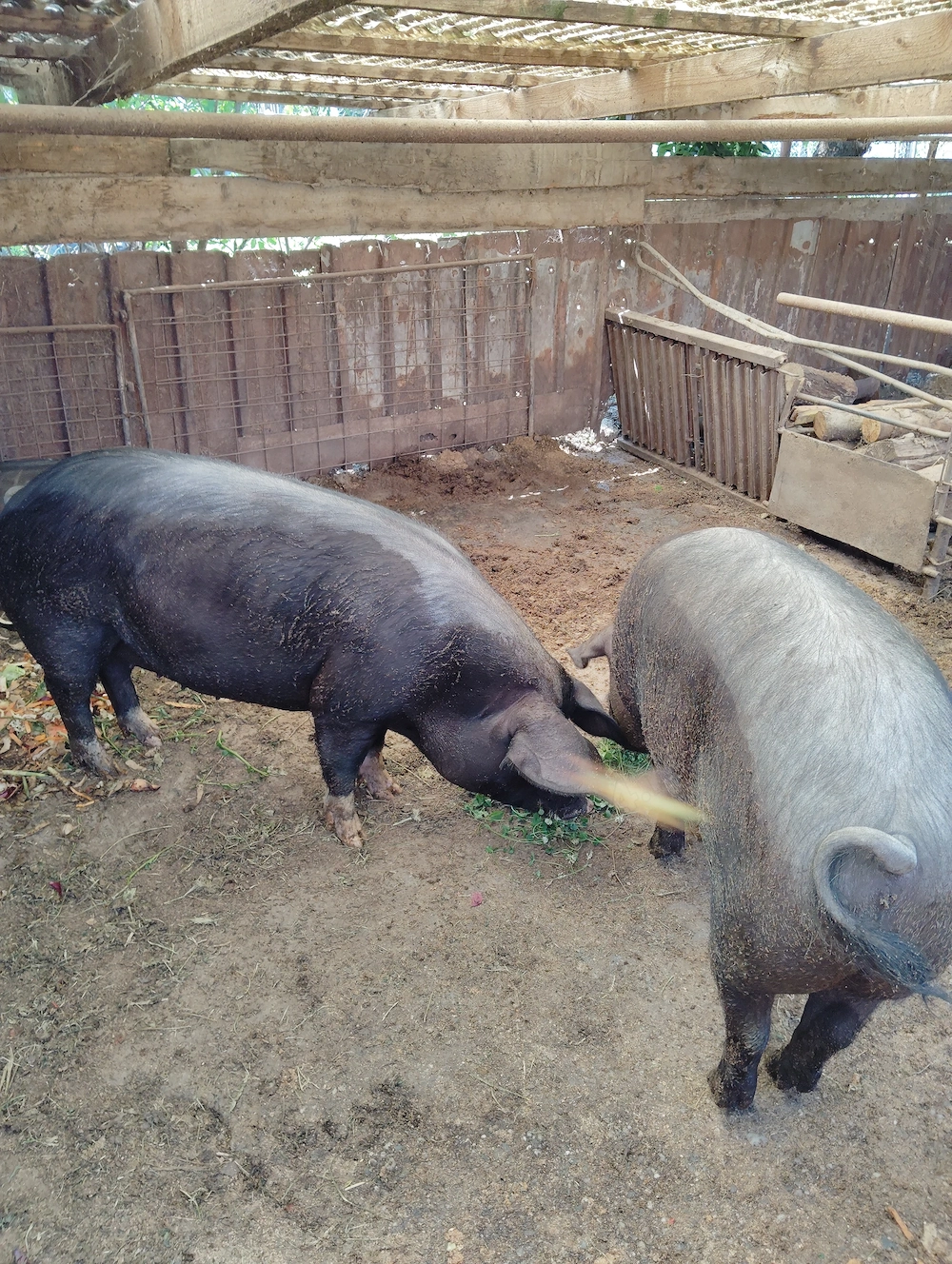 Porci de vanzare
