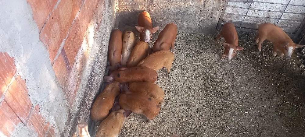 prcei de vanzare 