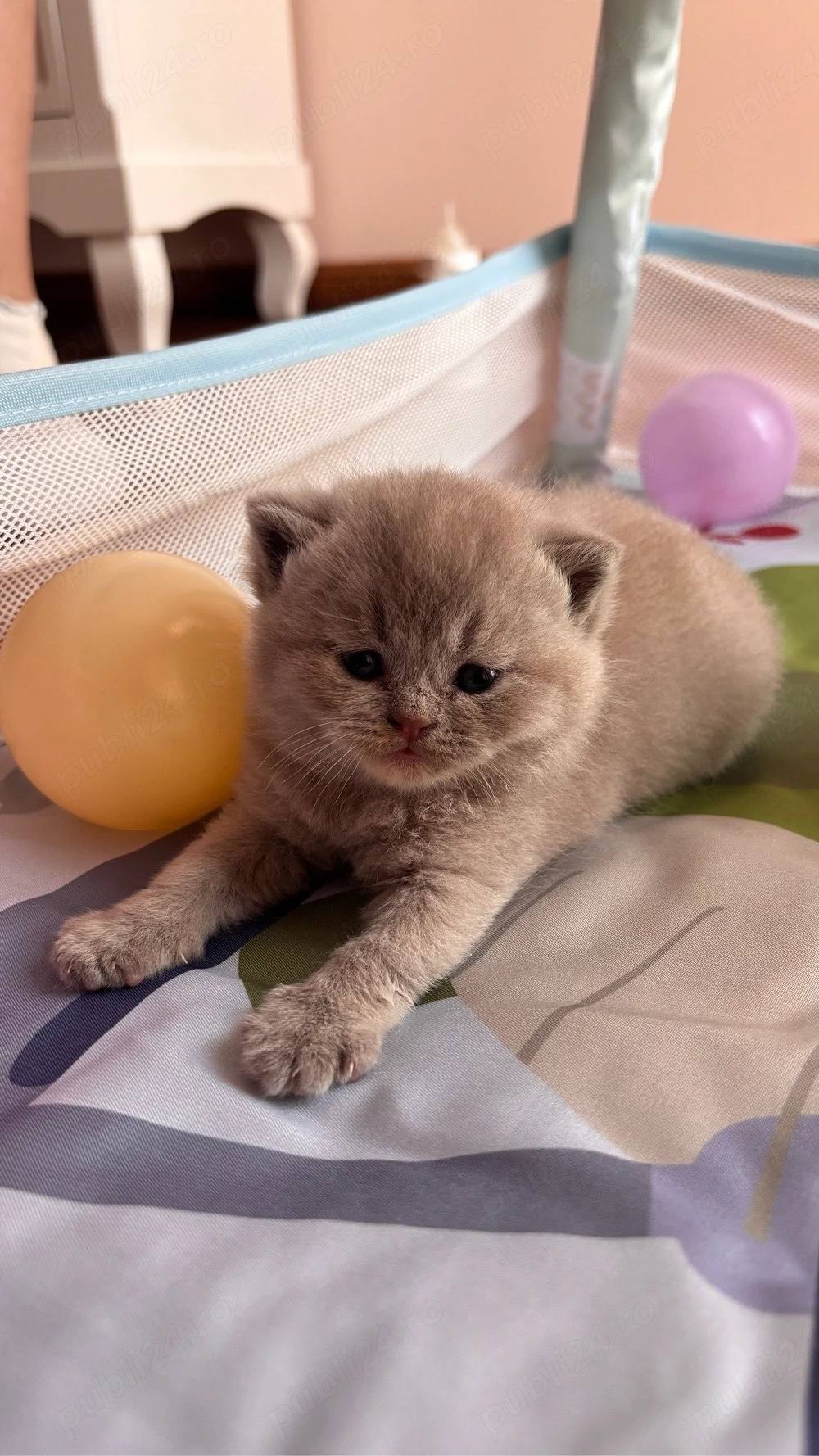 Pui british shorthair lilac-cream tortie 