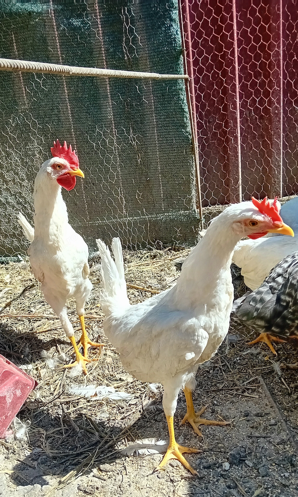 Vând cocoși Leghorn de 4 luni