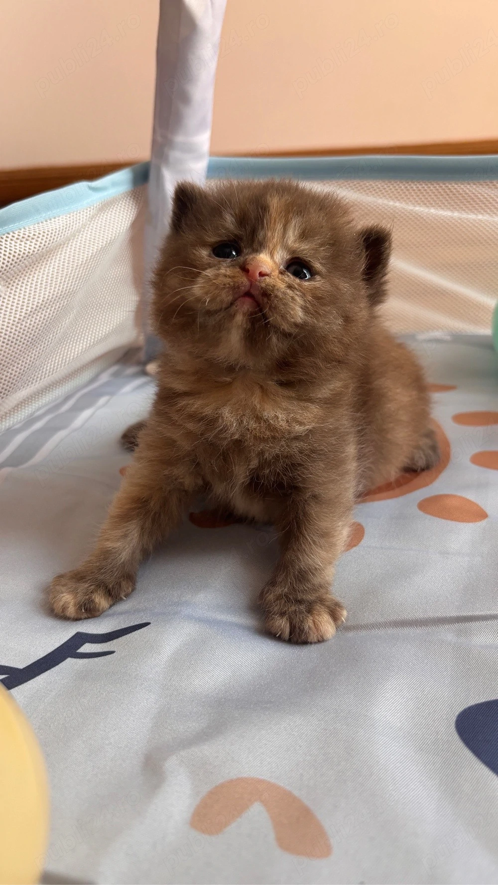 Pui british shorthair chocolate-cream tortoiseshell