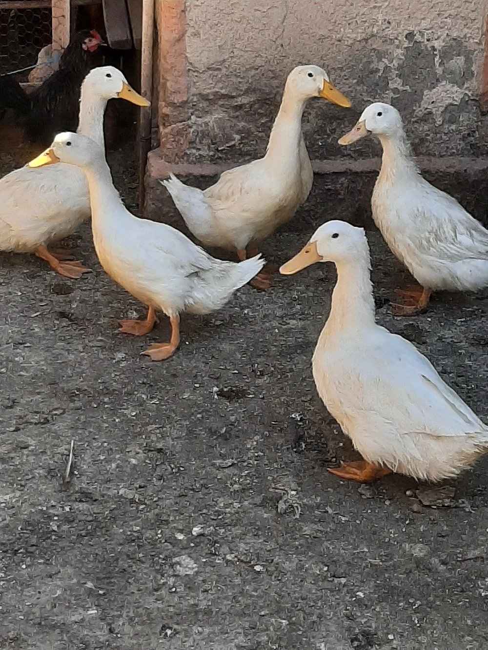 vând rațe tinere albe