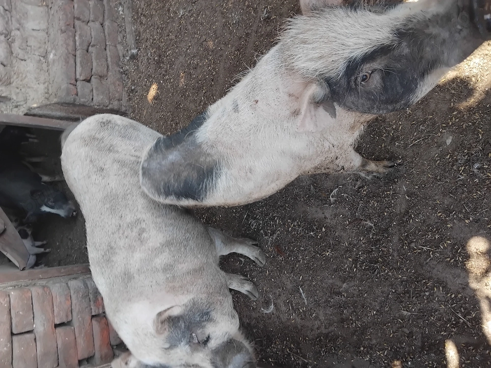Vând urgent și convenabil  capre și purcei 