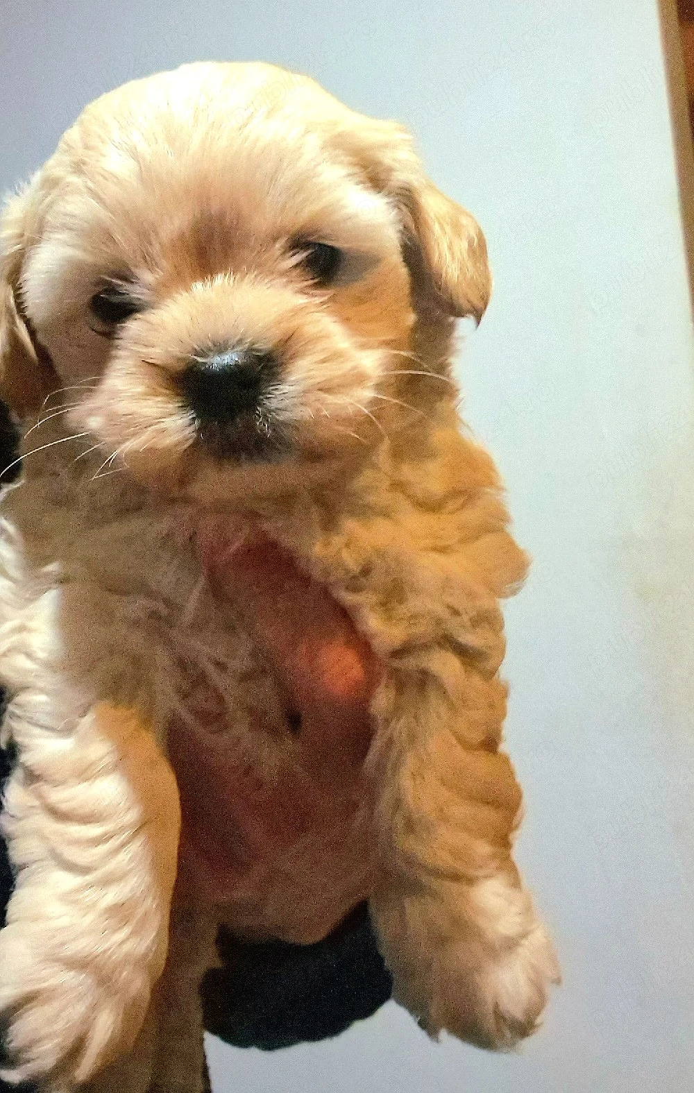 Fetita si Baietel rasa Maltipoo 