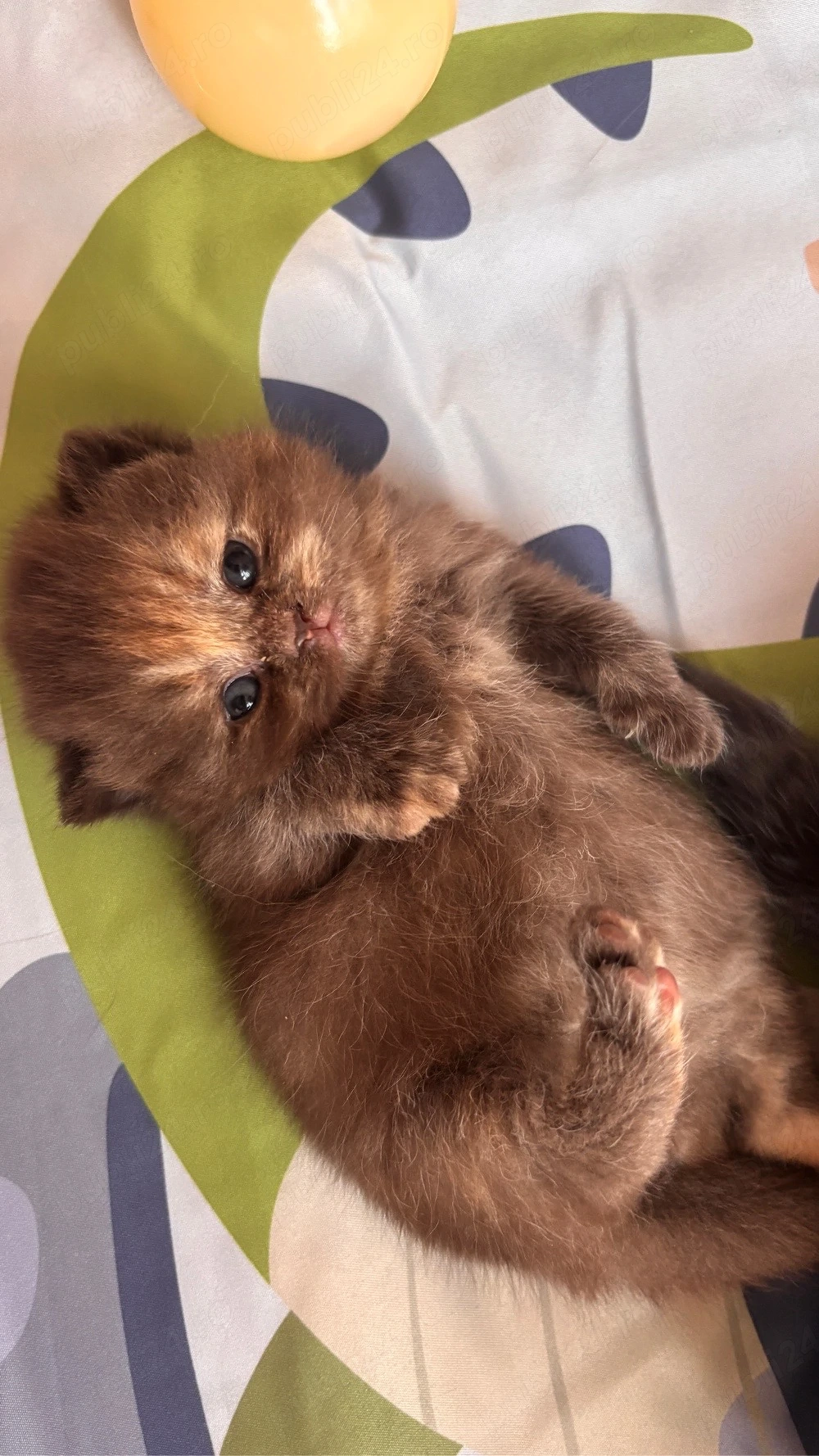 Pui british shorthair chocolate-cream tortie