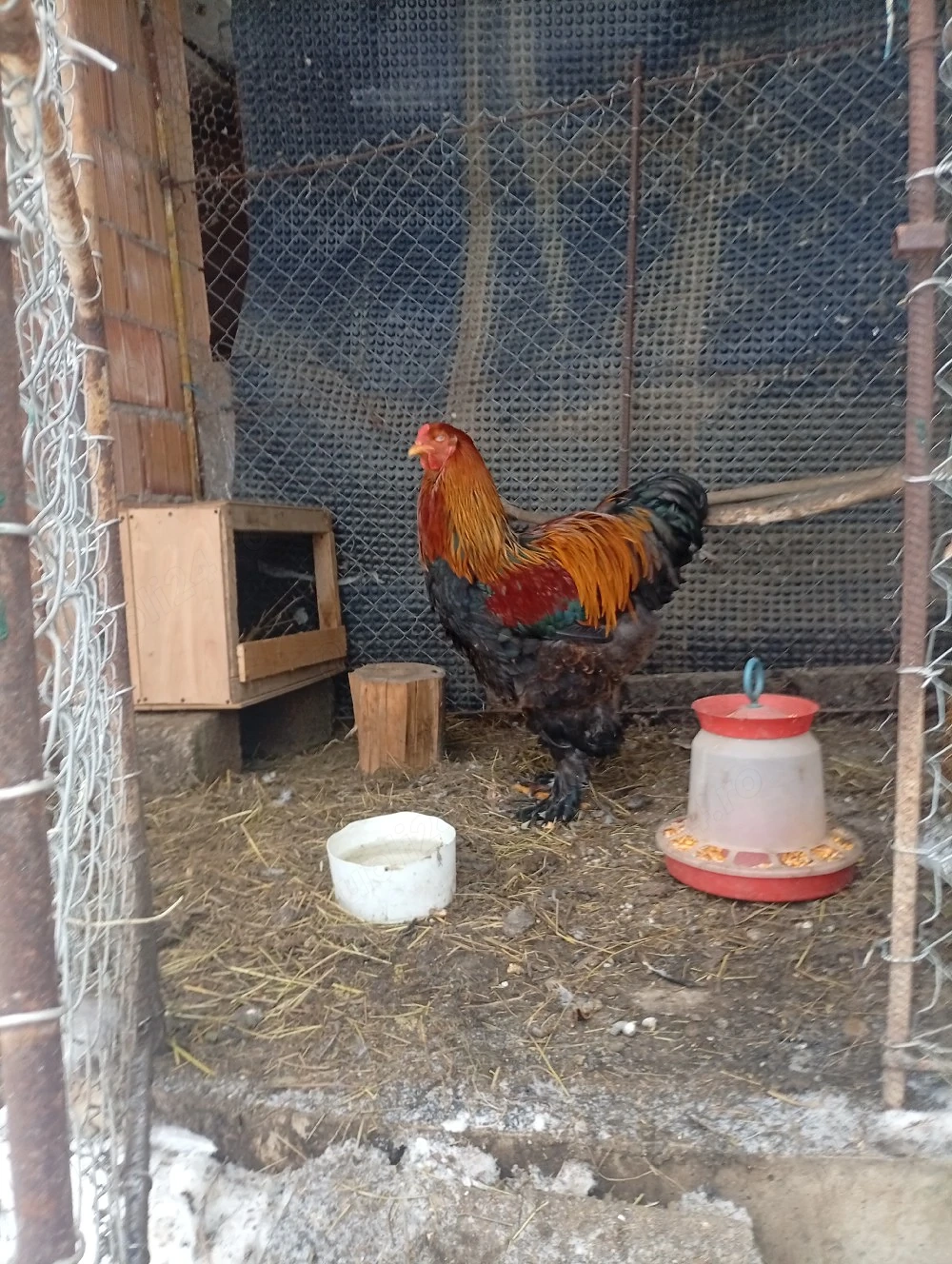 vând un cocoș brahman potârnichiu rasă pură inelat 2025